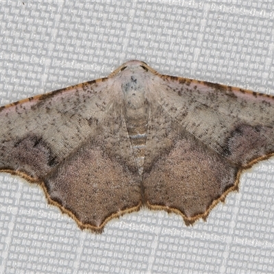 Epicompsa xanthocrossa (Pale Pink Geometrid) at Melba, ACT - 15 Apr 2025 by kasiaaus