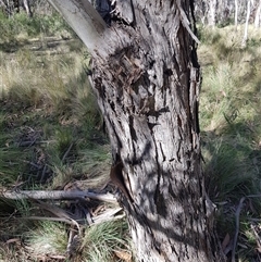 Eucalyptus viminalis (Ribbon Gum) at Tinderry, NSW - 17 Apr 2025 by danswell