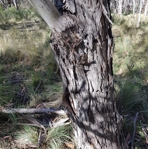 Eucalyptus viminalis at Tinderry, NSW - 17 Apr 2025 10:34 AM