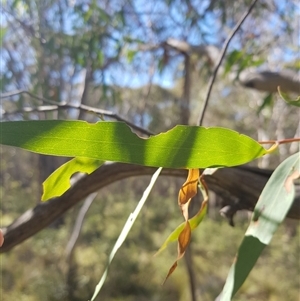 Eucalyptus viminalis at Tinderry, NSW - 17 Apr 2025 10:34 AM