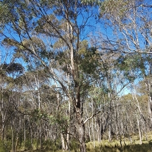 Eucalyptus viminalis at Tinderry, NSW - 17 Apr 2025 10:34 AM