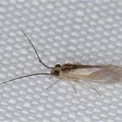 Valenzuela (Genus) at Melba, ACT - 15 Apr 2025 10:53 PM