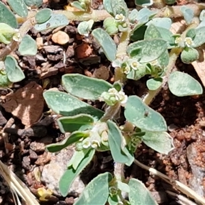 Euphorbia sp. at Yulara, NT - 17 Apr 2025 12:07 PM