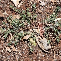 Euphorbia sp. at Yulara, NT - 17 Apr 2025 12:07 PM