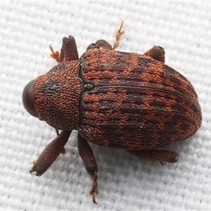 Melanterius sp. (genus) at Rosedale, NSW - 9 Apr 2025 07:48 PM