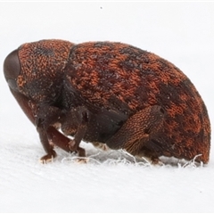 Melanterius sp. (genus) at Rosedale, NSW - 9 Apr 2025 07:48 PM