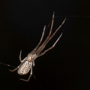Tetragnatha sp. (genus) at Belconnen, ACT - Yesterday by kasiaaus