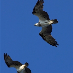 Pandion haliaetus at Guerilla Bay, NSW - suppressed