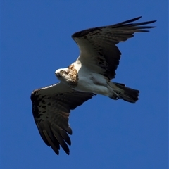 Pandion haliaetus at Guerilla Bay, NSW - suppressed