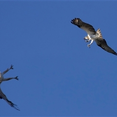 Pandion haliaetus at Guerilla Bay, NSW - suppressed