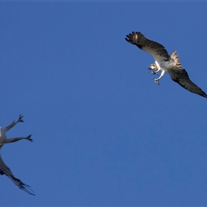 Pandion haliaetus at Guerilla Bay, NSW - suppressed