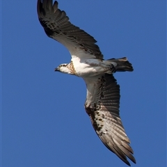 Pandion haliaetus at Guerilla Bay, NSW - suppressed