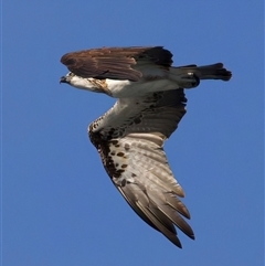 Pandion haliaetus at Guerilla Bay, NSW - suppressed