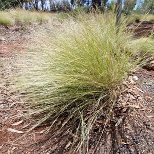 Unverified Grass at Yulara, NT - Today by trevorpreston
