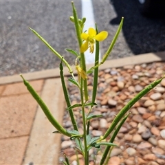 Arivela viscosa at Yulara, NT - 17 Apr 2025 12:03 PM