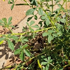 Arivela viscosa at Yulara, NT - 17 Apr 2025 12:03 PM