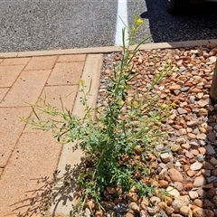 Arivela viscosa at Yulara, NT - 17 Apr 2025 12:03 PM