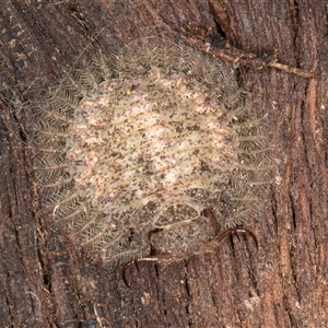 Osmylops (genus) at Belconnen, ACT - 16 Apr 2025 11:32 AM