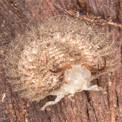 Osmylops (genus) at Belconnen, ACT - 16 Apr 2025 11:32 AM