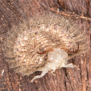 Osmylops (genus) at Belconnen, ACT - 16 Apr 2025 11:32 AM
