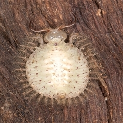 Osmylops (genus) at Belconnen, ACT - 16 Apr 2025 11:32 AM