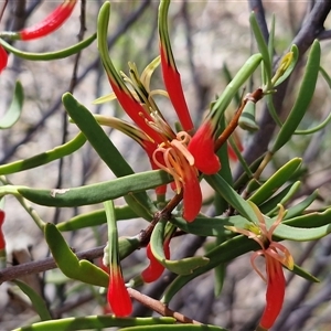 Amyema miquelii at Yulara, NT - Today by trevorpreston