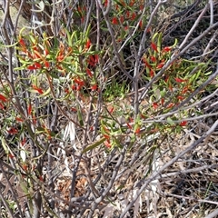 Lysiana exocarpi at Yulara, NT - 17 Apr 2025 11:55 AM