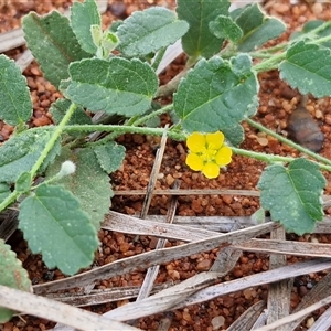 Unverified Other Wildflower or Herb at Yulara, NT - Today by trevorpreston