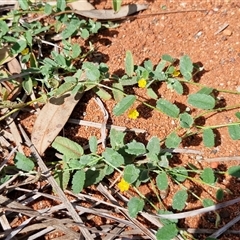 Sida corrugata at Yulara, NT - 17 Apr 2025 11:53 AM