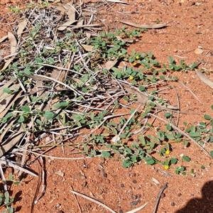 Sida corrugata at Yulara, NT - 17 Apr 2025 11:53 AM