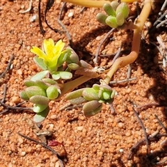 Portulaca oleracea at Yulara, NT - 17 Apr 2025 11:51 AM