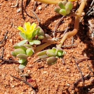 Portulaca oleracea at Yulara, NT - 17 Apr 2025 11:51 AM