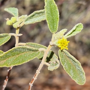Androcalva loxophylla at Yulara, NT - 17 Apr 2025 11:48 AM