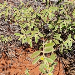 Androcalva loxophylla at Yulara, NT - 17 Apr 2025 11:48 AM