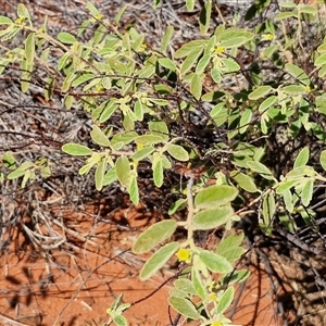 Androcalva loxophylla at Yulara, NT - 17 Apr 2025 11:48 AM