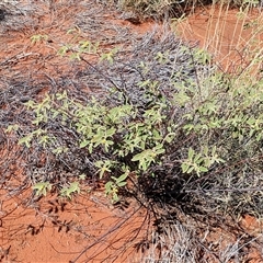 Androcalva loxophylla at Yulara, NT - 17 Apr 2025 11:48 AM