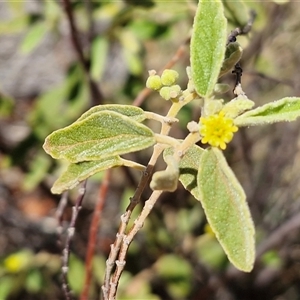 Androcalva loxophylla at Yulara, NT - 17 Apr 2025 11:48 AM