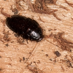 Blattidae sp. (family) (Unidentified blattid cockroach) at Belconnen, ACT - Yesterday by kasiaaus