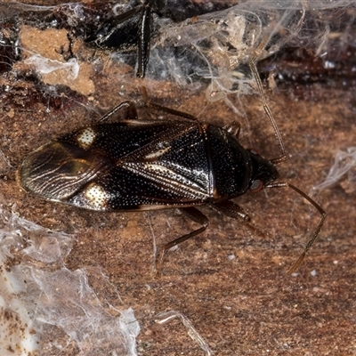 Myocara australe at Belconnen, ACT - Yesterday by kasiaaus