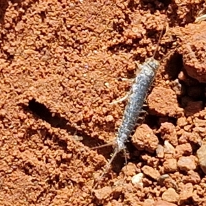 Unverified Silverfish (Zygentoma) at Yulara, NT - Today by trevorpreston