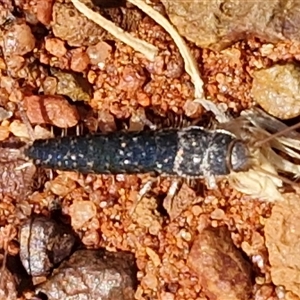 Unverified Silverfish (Zygentoma) at Yulara, NT - Today by trevorpreston