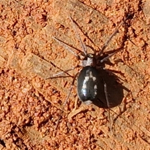 Unverified Spider at Yulara, NT - Today by trevorpreston