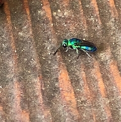 Chrysididae (family) at Kungala, NSW - 17 Apr 2025 by donnanchris