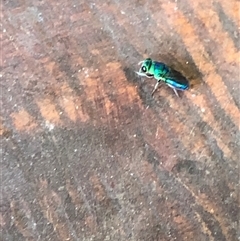 Chrysididae (family) at Kungala, NSW - 17 Apr 2025 01:36 PM