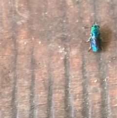 Chrysididae (family) at Kungala, NSW - 17 Apr 2025 01:36 PM
