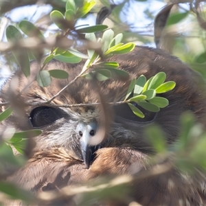 Ninox boobook at Fyshwick, ACT - Today by rawshorty