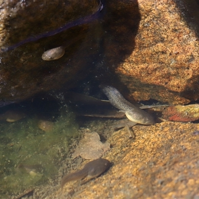 Limnodynastes dumerilii at Tharwa, ACT - 16 Apr 2025 by TimL