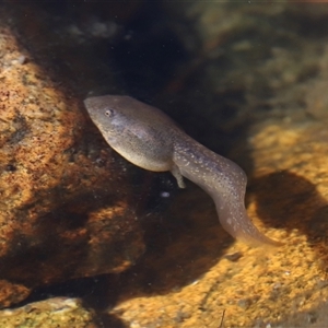 Litoria peronii at Tharwa, ACT - Yesterday by TimL