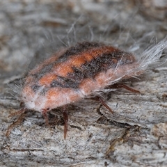 Monophlebulus sp. (genus) at Belconnen, ACT - Yesterday by kasiaaus