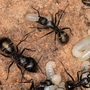 Unverified Ant (Hymenoptera, Formicidae) at Belconnen, ACT - Yesterday by kasiaaus